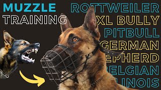 Expert Tips on How to Muzzle Train Your Dog for Safety and Comfort 🐾  Best Muzzles Recommended [upl. by Eilerua486]