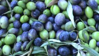 Dalle OLIVE lOLIO extravergine Agricurait [upl. by Hamlin548]