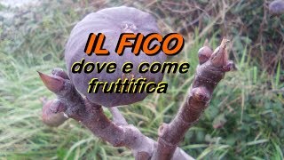 IL FICO DOVE E COME FRUTTIFICA [upl. by Hnahk]