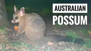 Super Cute amp Funny Australian Possum Fighting while Eating Melbourne Australia 4K [upl. by Antons297]