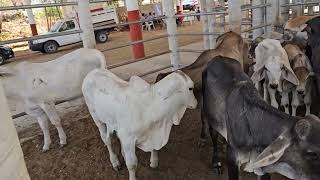 Aquí es Más barato el ganado baratillo barra de navidad colotepec en la costa de oaxaca mexico [upl. by Nehte]