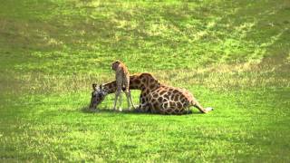 Baby giraffe cares for mum at Longleat [upl. by Bobbette]