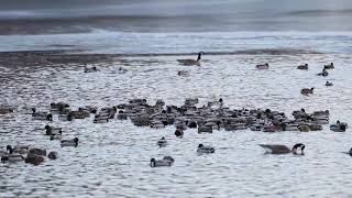 Mallard Greeting Call Recordings and Video [upl. by Demmer]