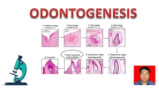 Struktur Histologi Gigi  Odontogenesis [upl. by Naeloj495]