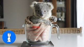 Baby Koala Bears Playing amp Climbing  CUTEST Compilation [upl. by Vig322]