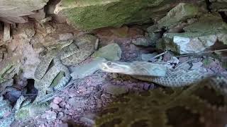 Wyoming rattlesnake den [upl. by Amsden]