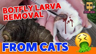 Resue poor kitten  Removing Cuterebra From A Kittens Eye botfly larva adopt [upl. by Okiruy806]