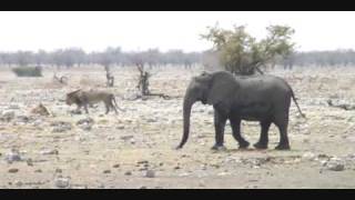 ライオンvs象！lion VS elephant in namibia etosha national park [upl. by Kirchner]