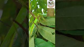 Praying mantises eat their mates in the wild during mating insects catlover insect mantis [upl. by Niamrej]