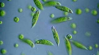 Euglena viridis  BF DIC microscope 400x [upl. by Lorola]