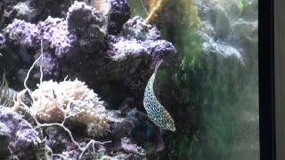 Leopard wrasse Macropharyngodon meleagris special beautiful [upl. by Hui]