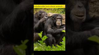 Chimpanzees useMatricaria chamomillaleaves to protect themselves from lice [upl. by Ive]