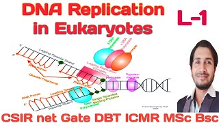 Eukaryotic DNA ReplicationL1 Basic concepts of Eukaryotic DNA Replicationreplication Eukaryotes [upl. by Pravit499]