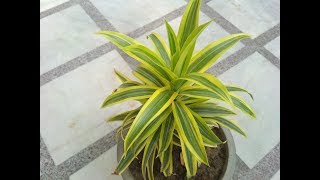 Song of India Plant Dracaena Reflexa Hindi  How to Grow amp Care Song of India Plant [upl. by Zacharia665]