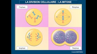 Tout savoir et comprendre sur la mitose [upl. by Liba]