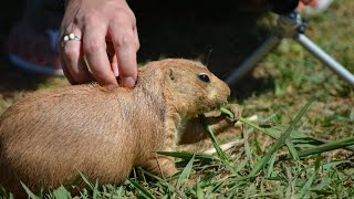 Petting a WILD PRAIRIE DOG  SO CUTE [upl. by Etteloiv37]