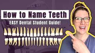 Basic Dental Terminology for Tooth Classification Made EASY  Dental Student Study Guide [upl. by Karleen]