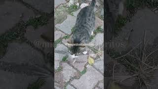 trending cats cat gatos trendingshorts trendingvideos trendingshort viralvideo catshorts [upl. by Yauqaj]