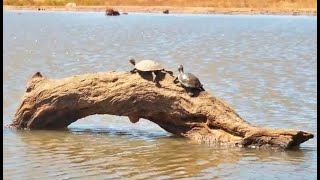 Terrapins epic journey to the top ends with sabotage [upl. by Anidan]