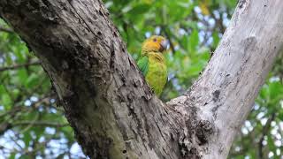 Periquito de Bochecha Parda 📖 Eupsittula pertinax  🇬🇧 Brownthroated Parakeet [upl. by Burrus]