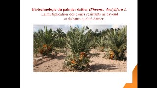 Biotechnologie du Palmier Dattier [upl. by Adiaros827]