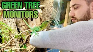 TAMING MY DREAM LIZARDS  GIANT ENCLOSURE SNEAK PEEK GREEN TREE MONITOR UPDATE Varanus prasinus [upl. by Baalbeer836]