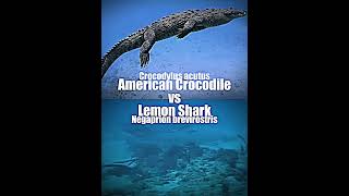 American Crocodile vs Lemon Shark shorts [upl. by Ardnuek]