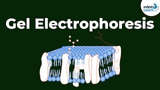 What is Gel Electrophoresis  Dont Memorise [upl. by Namara]