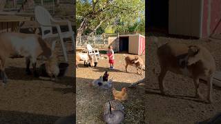 Littlest farmhand chores 💙🐐🐓 familyfarm toddlerlife farmchores chicken [upl. by Edieh]