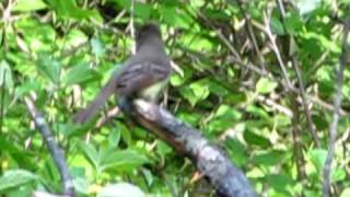 Great Crested Flycatcher Calls [upl. by Melva]