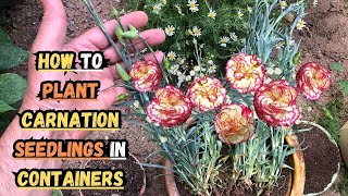 How to Plant Carnation Seedlings in Containers 🌸 carnation dianthus gardening containergardening [upl. by Saile]