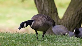 HDObservations  Cackling Goose 4K UHD [upl. by Kerred]