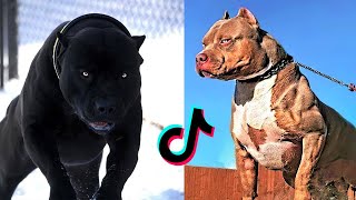 Badass Dog Videos  Protection Dogs Are Badass  Furry Buddy [upl. by Enaj]