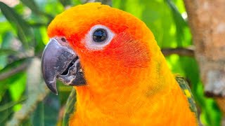 sun conure  beautiful colors Bird sing  Sun conure sounds 1 hour [upl. by Calandra300]