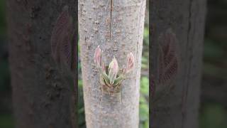 Ped ki kalam badhane ka sabse aasan tarika 🌱khedut plantgrafting tree trend [upl. by Ramej639]