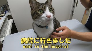 病院に行ってきました 年1回の予防接種 暴れ猫保護猫ハナ♂ [upl. by Pinkerton899]