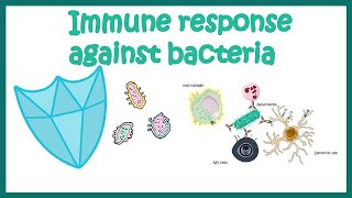 Immune response against Bacteria [upl. by Hewitt563]