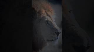 Lion King power sound roar simba shortsfeed trendingshorts shorts subscribe bilionários [upl. by Boudreaux]