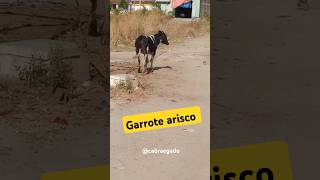 Garrote arisco [upl. by Arianne370]