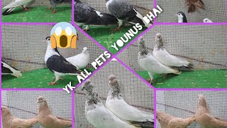 👉 sold out all zarath grabaz kabra pigeon for sale call 📞 8686540011 hyderabad telangana [upl. by Thorin]