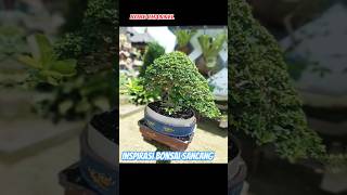 Inspirasi Bonsai Sancang bonsai sancangbonsai sancang 1000subscriber tanamanhiasbonsai tanaman [upl. by Airdnaxela]