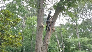 Aprende a escalar un arbol 🌳🧗‍♀️🪵  Part 3 [upl. by Gwendolin127]