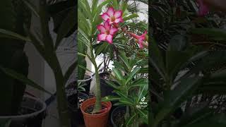 Adenium obesum jardínazoteasolpleno [upl. by Aeniah]