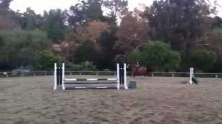 Shire draft horse jumps 36 first time [upl. by Rehpotsrik239]