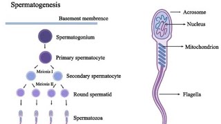 Spermatogenesis structure of sperms male reproductive system hormones Reproductive Physiology [upl. by Esinet512]