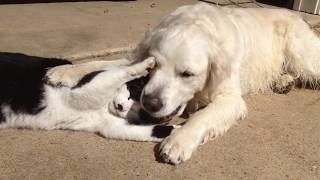 Harley the Cat Grooming Golden Retriever Dog 2 [upl. by Katt]