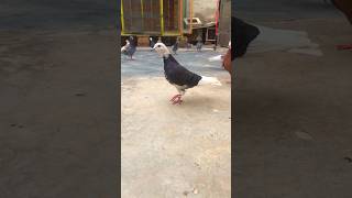 dobaz pigeon🕊❤️shortspigeonyoutubeshorts [upl. by Ahsemik434]