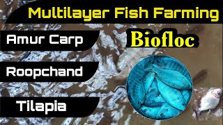 Biofloc Multilayer Fish Farming  Fish Farming India  TilapiaAmur carp RoopchandGrass Carp [upl. by Aihsot]