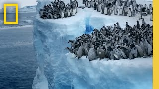 Emperor penguin chicks jump off a 50foot cliff in Antarctica NEVERBEFOREFILMED FOR TV  Nat Geo [upl. by Acenom439]