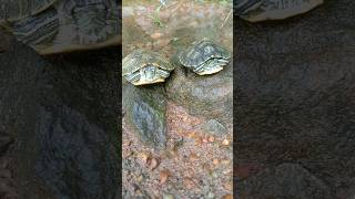 දෙන්නා තරහා වෙලා 🤣 trendingshorts redearsliderturtle pets animalshorts fish [upl. by Campman761]